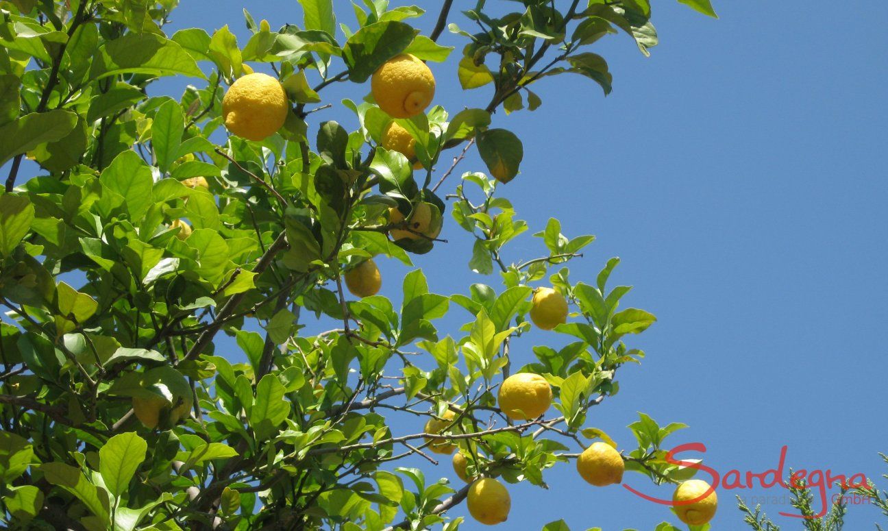 Zitronenbaum im Garten