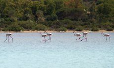 Flamingos auf dem Weg zum Haus